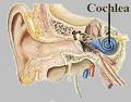Picture of Ear from 
       ptolentinobioresearch.wikispaces.com