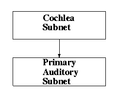 Gross Topology of the Simulation with 
       Cochlea and Auditory Cortex